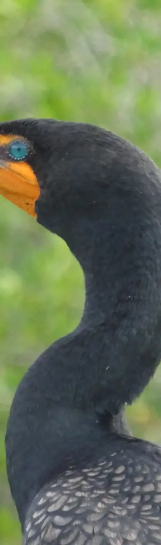 Vogelparadies